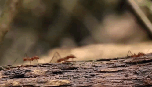 муравьи Ants Carrying Leaves