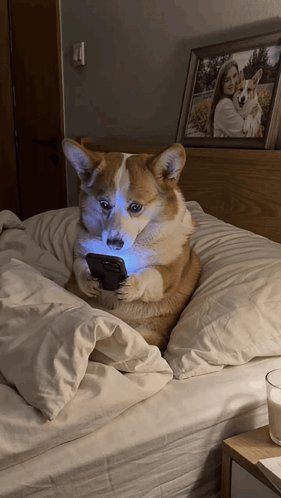 Dog Bed