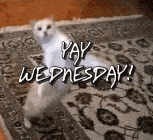 Yay Wednesday! Happy Cat Dance