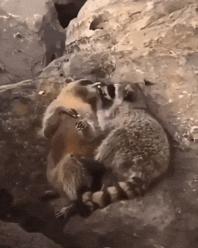 Raccoons Cuddling and Kissing