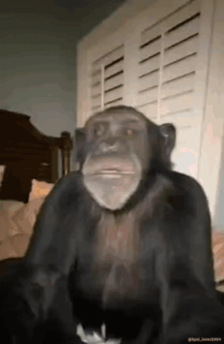 Chimpanzee Making Funny Faces