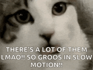 Funny Cat Face with Text Overlay