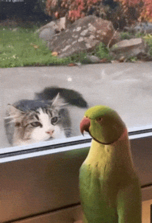 Funny Animals: Cat and Parrot Meet