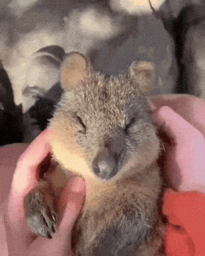 Happy Quokka Enjoying Cuddles