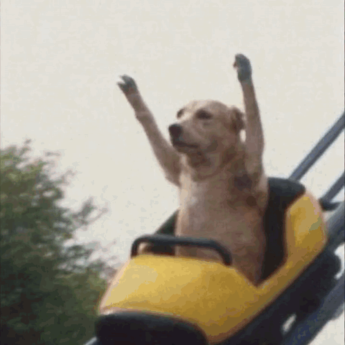 Golden Retriever Rollercoaster
