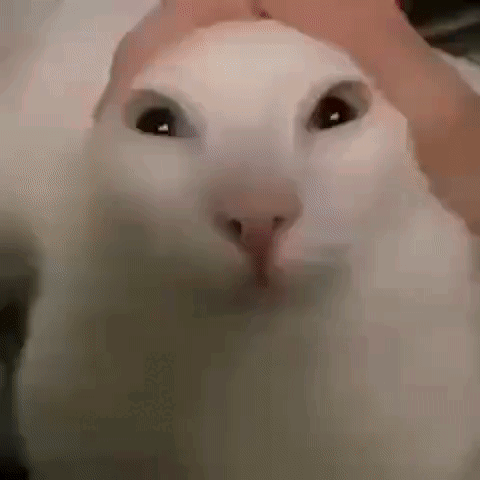 Funny Cat Meme: Petting and Glitch Effects