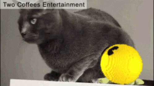 Funny Cat Plays Pacman Gaming