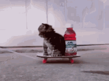 Kitten on Skateboard with Juice Bottle