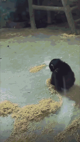 Funny Monkey