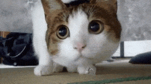 Funny Cat: Big Eyes, Ring on Paw