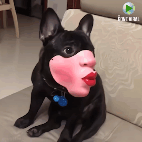 Dog Dog Meme