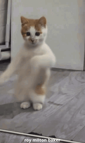 Funny Dancing Cat by Roy Milton Baker