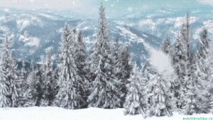 Happy Weekend: Snowy Forest