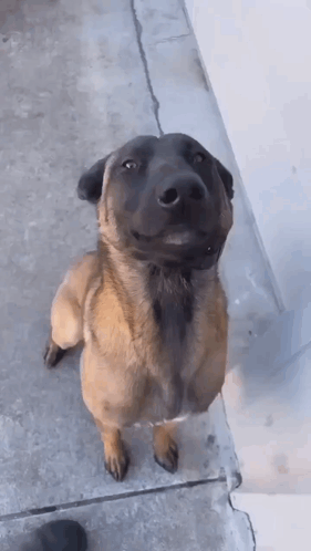 Happy Excited Dog