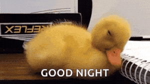 Sleepy Baby Duck Wakes Up