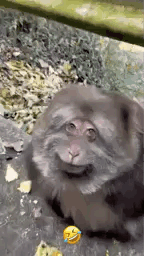 Funny Fat Monkey Smile