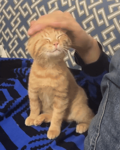 Cat Cat Pet
