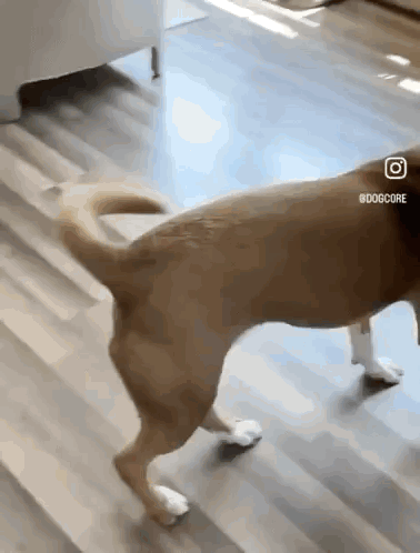 Happy Dog Excited Dog