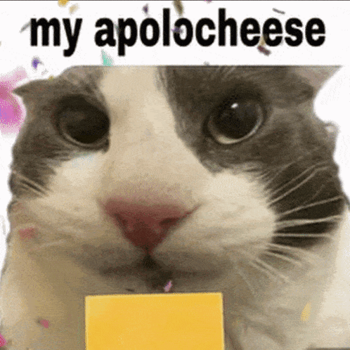 My Apolocheese: Funny Cat Meme