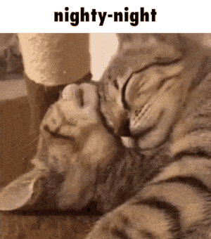 Nighty-Night: Cats Sleeping Peacefully
