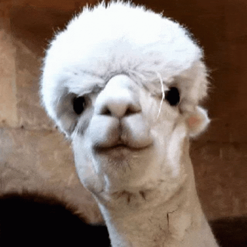 Funny Alpaca Eating and Talking