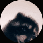 Cute Raccoon Head Dance