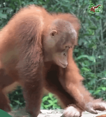 Orangutan Dance