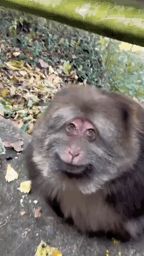 Fat Monkey's Awkward Smile