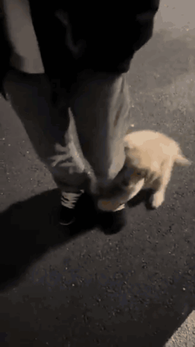 Dog Cute