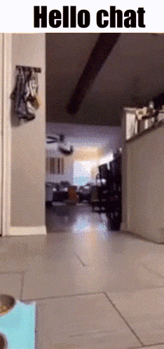 Hello Chat Cat Meme