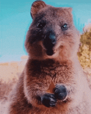 Happy Quokka Holding a Leaf