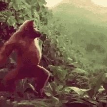 Funny Ape Dancing in the Jungle