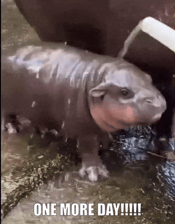 Excited Baby Hippo: One More Day!