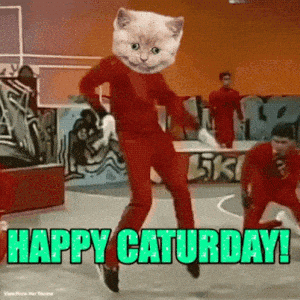 Happy Caturday Cat Dance