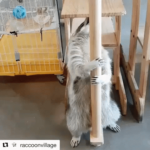 Raccoon's Playful Pole Dance