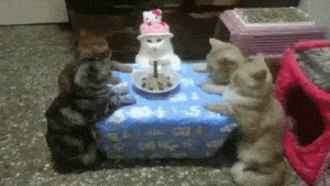 Cats Celebrate Birthday with Hello Kitty Hat