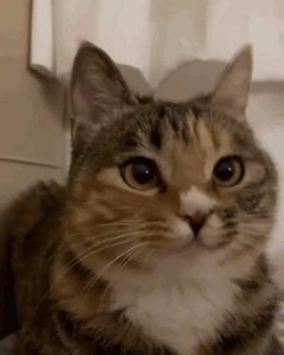 Funny Cat Explodes Meme