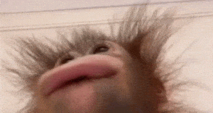 Funny Monkey Close-Up