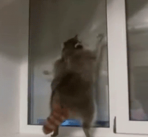Raccoon's Playful Window Dance
