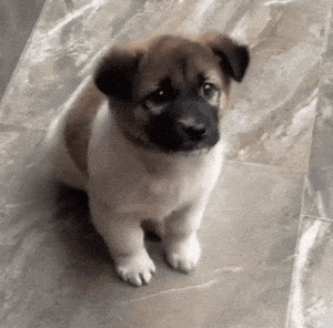 Excited Excited Dog