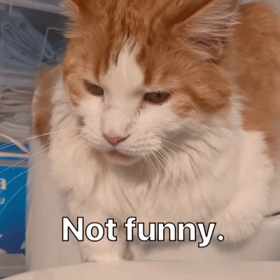 Diekatzlei: Cat Says Not Funny