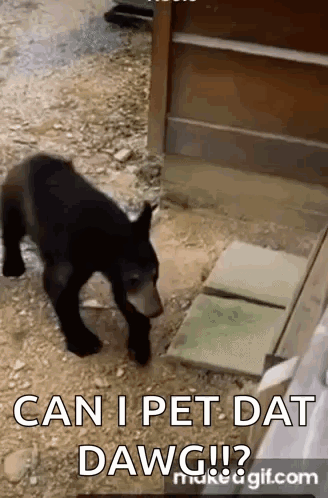 Can I Pet That Dog