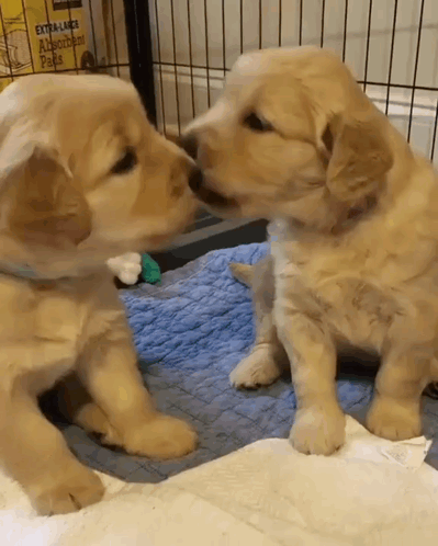 Adorable Puppies Kissing and Licking