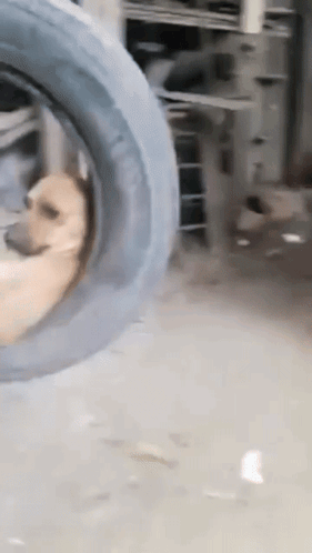 Dog Funny Dog Swinging