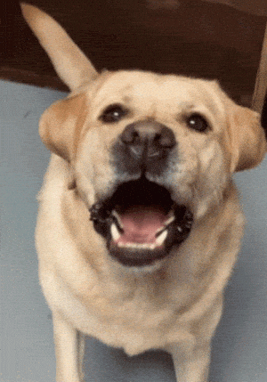 Excited Yellow Lab Barking