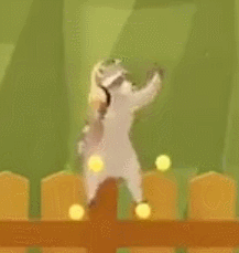 raccoon dance