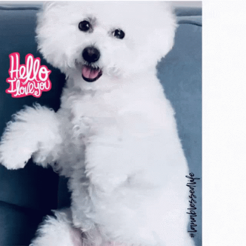 Fluffy Dog Says Hello I Love You