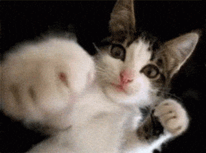 Funny Cat Punch