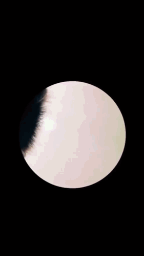 Cute Raccoon Fisheye View