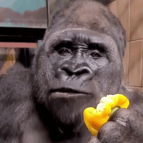 Funny Gorilla Eating Yellow Pepper